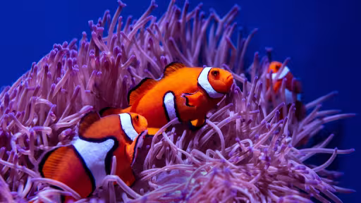 Bright orange clownfish swim light purple soft vegetation underwater.